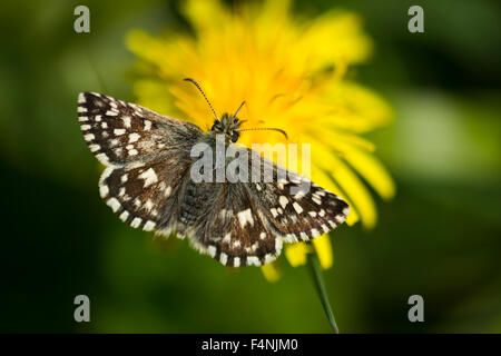 Pyrgus malvae Grizzled skipper, imago, commune de nectar, Walton, Somerset, Royaume-Uni en mai. Banque D'Images