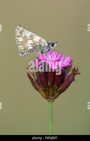 Pyrgus malvae Grizzled skipper, imago, perché sur capitule, ferme Lator, Sály, Hongrie, en juin. Banque D'Images