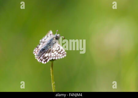 Pyrgus malvae Grizzled Skipper, imago, se prélassant sur tige, Warren Dolebury, Somerset, Royaume-Uni en mai. Banque D'Images