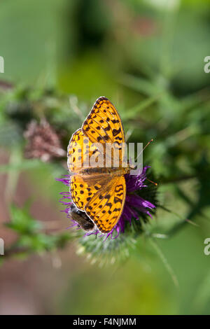 Fabriciana adippe haute brown fritillary, imago femelle, nectar sur thistle, démarche Barrows, Lancashire, UK en juillet. Banque D'Images