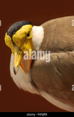 Closeup Portrait of a vanneau masqué / Pluvier, masqués (Vanellus miles). Banque D'Images