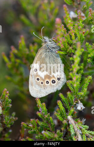 Grand heath Coenonympha tullia darvus, imago, le repos sur la bruyère, Meathop Moss, Cumbria, Royaume-Uni en juillet. Banque D'Images