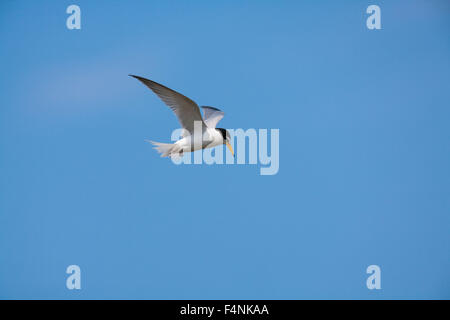 Sterne naine Sternula albifrons, adulte, sur les migrations, Kalloni Salt Pans, Lesbos, Grèce en mai. Banque D'Images