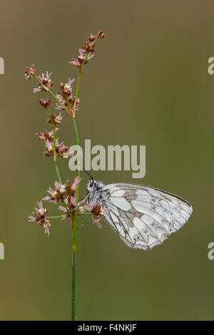 Melanargia galathea blanc marbré, imago, le repos sur les fleurs (Juncus acutiflorus, Alners l'ajonc, Dorset, UK en juillet. Banque D'Images