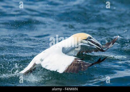 Fou de Bassan Morus bassanus, adulte, capture d'un poisson, falaises de Bempton, Yorkshire, UK en juin. Banque D'Images