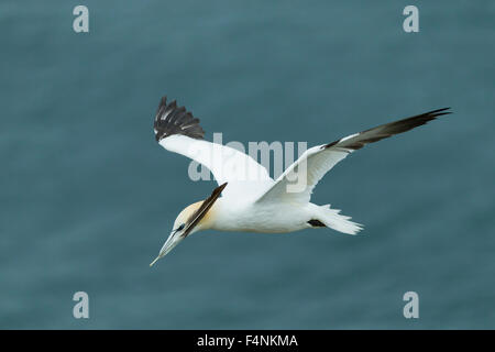 Fou de Bassan Morus bassanus, adulte, transportant une plume en vol, falaises de Bempton, East Riding of Yorkshire, UK en juin. Banque D'Images