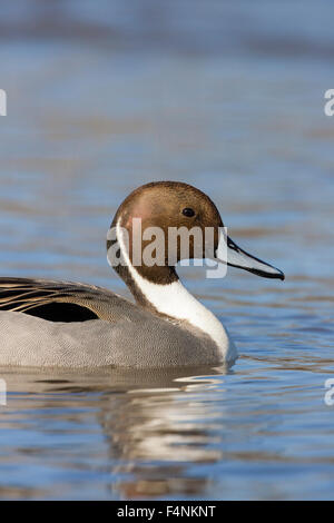 Le Canard pilet Anas acuta, homme, natation, Slimbridge, Gloucestershire, Royaume-Uni en février. Banque D'Images