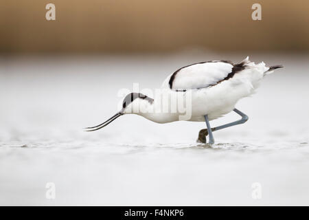 Avocette Recurvirostra avosetta, adulte, l'alimentation en lagoon sur l'île de Brownsea, Dorset, Royaume-Uni en janvier. Banque D'Images