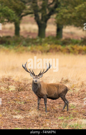 Red Deer Cervus elaphus, mâle adulte, montrant les bois plein, Bradgate Park, Leicestershire, UK en novembre. Banque D'Images