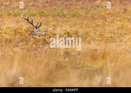 Red Deer Cervus elaphus, mâle adulte, montrant la pleine de bois, parmi la fougère, Bradgate Park, Leicestershire, UK en novembre. Banque D'Images