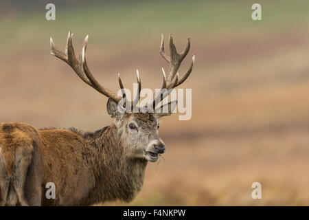 Red Deer Cervus elaphus, mâle adulte, montrant les bois plein, l'alimentation à l'herbe, Bradgate Park, Leicestershire, UK en novembre. Banque D'Images