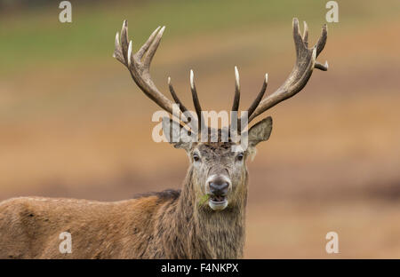 Red Deer Cervus elaphus, mâle adulte, montrant les bois plein, l'alimentation à l'herbe, Bradgate Park, Leicestershire, UK en novembre. Banque D'Images