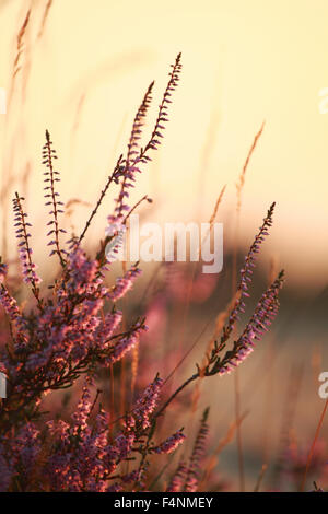 Heather fleurs fermer jusqu'au coucher du soleil la lumière Banque D'Images