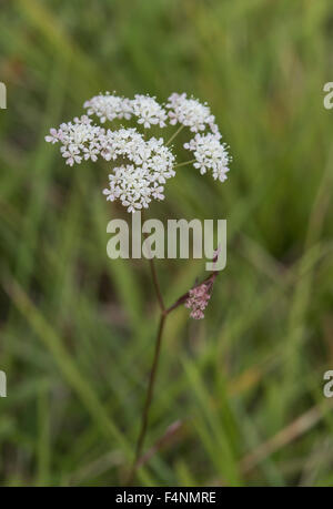 Pimpinella saxifraga, Burnett-saxifrage croissant sur la craie downland, Surrey, UK. Juillet. Banque D'Images