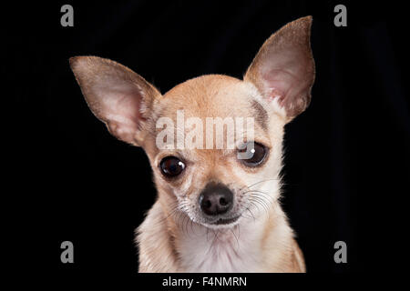 Chihuahua, portrait Banque D'Images