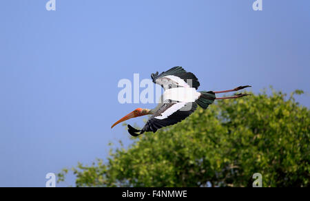 Stork (Mycteria leucocephala peint), adulte, vol, parc national Udawalawe, Sri Lanka Banque D'Images