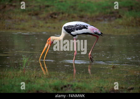 Stork (Mycteria leucocephala peint), des profils, de recherche de nourriture dans l'eau, le parc national Udawalawe, Sri Lanka Banque D'Images