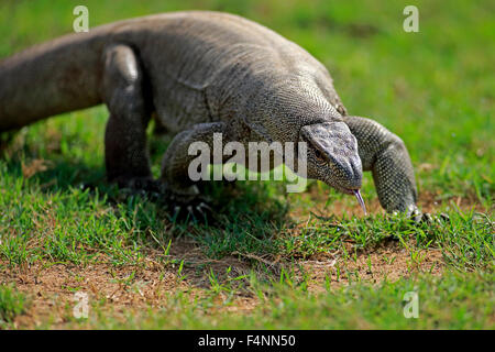 Bengale indien commun ou moniteur moniteur (Varanus bengalensis), adulte, l'alimentation, le clignotement de la langue, le parc national Udawalawe Banque D'Images