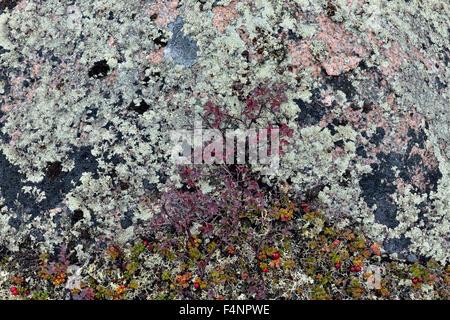 La toundra toundra- de la communauté végétale des roches couvertes de lichens, de l'Arctique Haven lodge on Lake Ennadai, Nunavut, Canada Banque D'Images