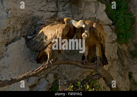 Une paire de vautours eurasien adultes assis ensemble sur une branche horizontale, fruit d'rock face au-dessus du nid Banque D'Images
