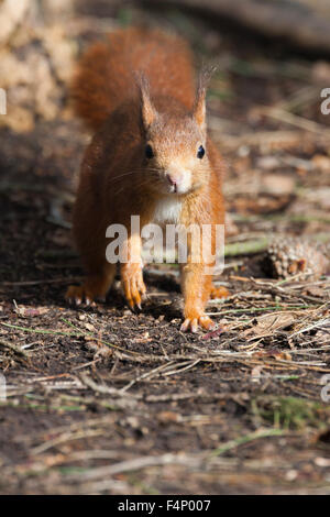 L'écureuil roux Sciurus vulgaris, de recherche de nourriture sur le marbre, Formby Point, le Merseyside (Royaume-Uni) en février. Banque D'Images