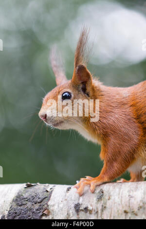 L'écureuil roux (Sciurus vulgaris), l'alimentation en captivité, perché sur un arbre, British Wildlife Centre, Surrey, UK en avril. Banque D'Images