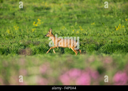 Le chevreuil Capreolus capreolus, mâle adulte, fonctionnant plus d'herbages, falaises de Bempton, East Riding of Yorkshire, UK en juin. Banque D'Images