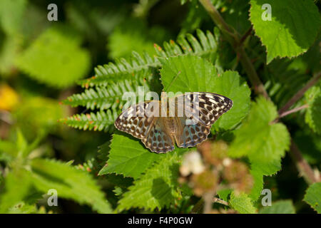 Silver-lavé Fritillary Argynnis paphia (forme valezina), femme, se prélassant sur bramble au bois de Bentley, Hampshire, Royaume-Uni en juillet. Banque D'Images