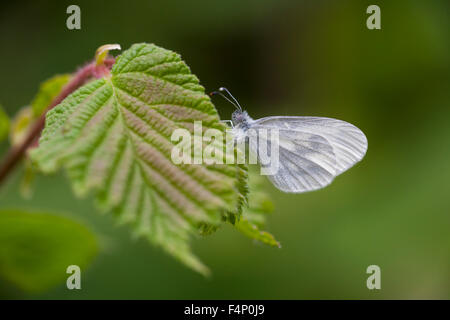 Bois Blanc Leptidea sinapis, imago, le repos sur les noisetiers, Haugh Bois, Herefordshire, UK en mai. Banque D'Images