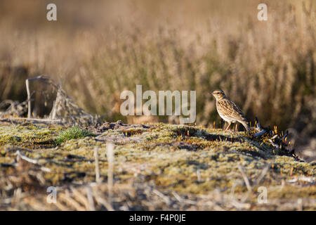 Lullula arborea Woodlark, adulte, perché sur sandy heath, Commune Thursley, Surrey, UK en mars. Banque D'Images