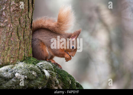 L'écureuil roux Sciurus vulgaris, d'alimentation, perché sur un arbre, forêt d'Abernethy, Ecosse, Royaume-Uni en avril. Banque D'Images