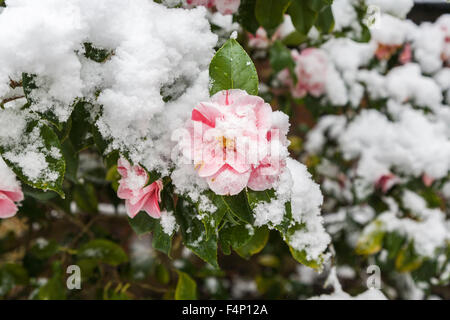 Joli camellia panaché rose à rouge d'une couverture de neige après une chute de neige à la fin du printemps en avril dans un jardin à Surrey, au sud-est de l'Angleterre, Royaume-Uni Banque D'Images