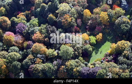 Vue aérienne, tout droit vers le bas, des arbres d'automne en Grande-Bretagne Banque D'Images