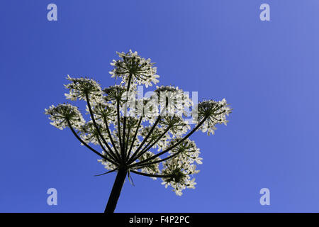 Berce du Caucase (Heracleum sphondylium) rétroéclairé capitule contre un ciel bleu, Cornwall, England, UK. Banque D'Images