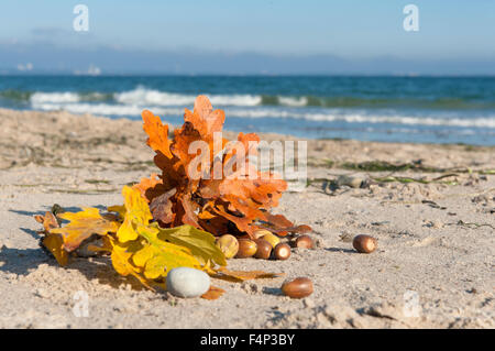 Les feuilles de chêne de couleur trouvés à l'automne sur la plage de Timmendorfer Strand, une station balnéaire du nord de l'Allemagne sur la côte de la mer Baltique Banque D'Images