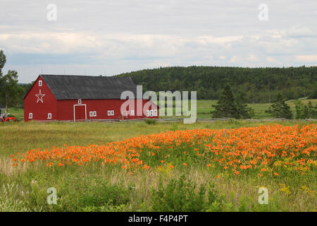 Ferme rurale et orange tiger lily fleurs dans le domaine au Nouveau-Brunswick, dans les Maritimes, Canada Banque D'Images