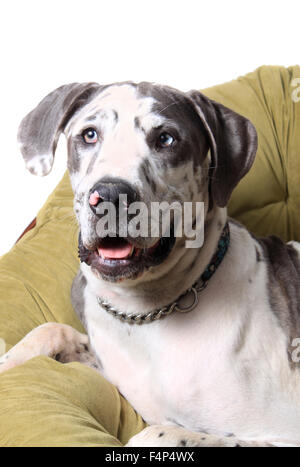 Grand Danois portrait en robe tachetée portant sur un coussin vert sur fond blanc Banque D'Images