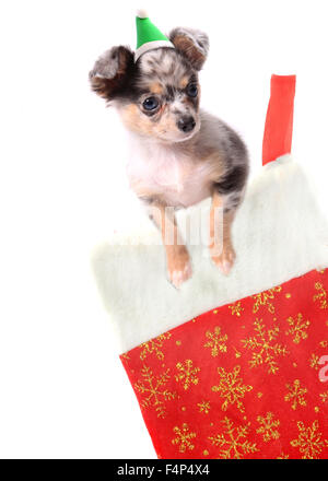 Adorable petit chihuahua portant un chapeau de fête verte à l'intérieur d'un bas de Noël Banque D'Images