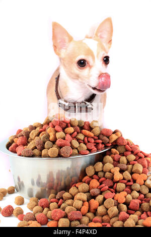 Mignon petit chien chihuahua beige lécher ses lèvres en face d'un bol de nourriture pour chien sur un fond blanc Banque D'Images