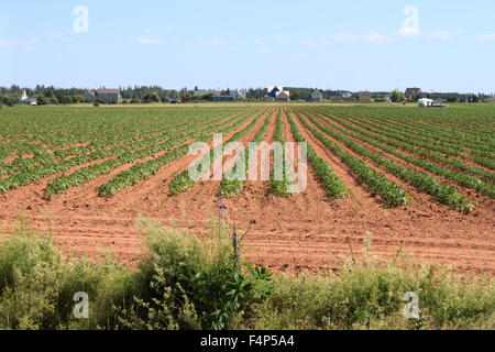 Champ de pommes de terre dans les sables rouges de l'Île du Prince Édouard, Canada, Banque D'Images