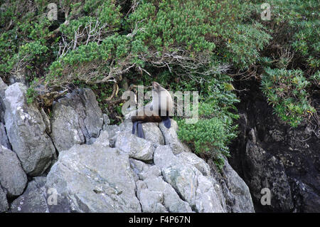 Le phoque à fourrure, Arctocephalus forsteri, à Milford Sound, Fiordland, Nouvelle-Zélande Banque D'Images