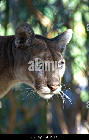 A Florida panther dans le parc national des Everglades, le 26 janvier 2005 près de Homestead, en Floride. Banque D'Images