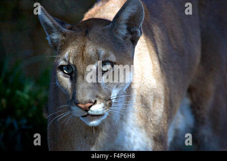 A Florida panther dans le parc national des Everglades, le 26 janvier 2005 près de Homestead, en Floride. Banque D'Images