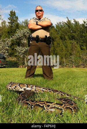 Agent de contrôle de la faune de Floride Jorge Pino pose avec un python birman capturés dans le parc national des Everglades, le 11 janvier 2013 près de Homestead, en Floride. Le python est une espèce envahissante introduite par accident et désormais en concurrence directe avec les grands prédateurs dans l'écosystème des Everglades. Banque D'Images