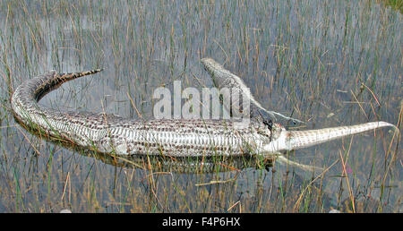 Un python birman mort flotte dans l'eau après qu'il a tenté en vain de manger un alligator dans les Everglades National Park le 10 juillet 2008 près de Homestead, en Floride. Le python est une espèce envahissante introduite par accident et désormais en concurrence directe avec les grands prédateurs dans l'écosystème des Everglades. Banque D'Images