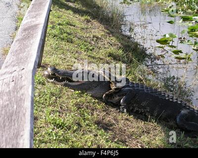 Un pythons birmans battles un alligator dans le parc national des Everglades, le 23 décembre 2005 près de Homestead, en Floride. Le python est une espèce envahissante introduite par accident et désormais en concurrence directe avec les grands prédateurs dans l'écosystème des Everglades. Banque D'Images