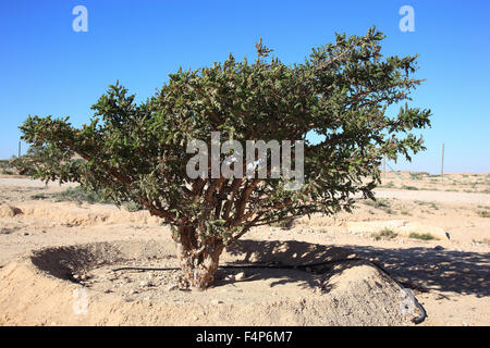 Dawqah Wadi, arbre d'encens cultures, du patrimoine culturel mondial de l'UNESCO / héritier naturel, Boswellia carterii Sacra, à Salalah, Oman Banque D'Images