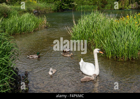 Un cygne avec son signet et certains canards dans la rivière colne à Fairford, Gloucestershire, Royaume-Uni Banque D'Images