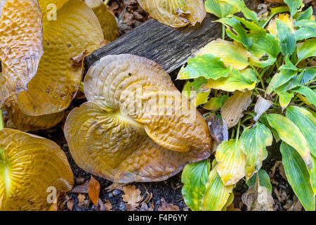 Les feuilles des plantes Hosta - Couleurs d'automne Banque D'Images