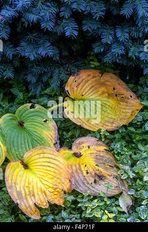 Feuilles de l'hôtA - feuilles d'automne taxus baccata Banque D'Images